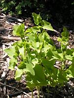 Aristolochia Clematitis, fam. Aristolochiacees, Europe, Asie occid. (2) (Photo F. Mrugala)